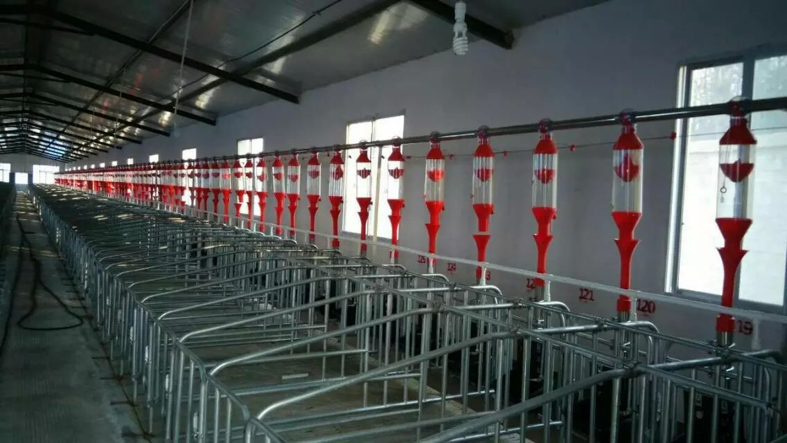gestation stall