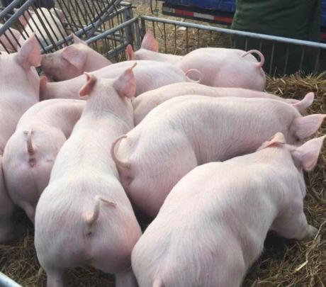 how to breed pigs in winter?