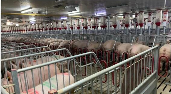 pig farm equipment - pig stall